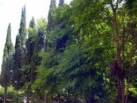 მოზარდთა მშვიდობის მსოფლიო სამიტი.